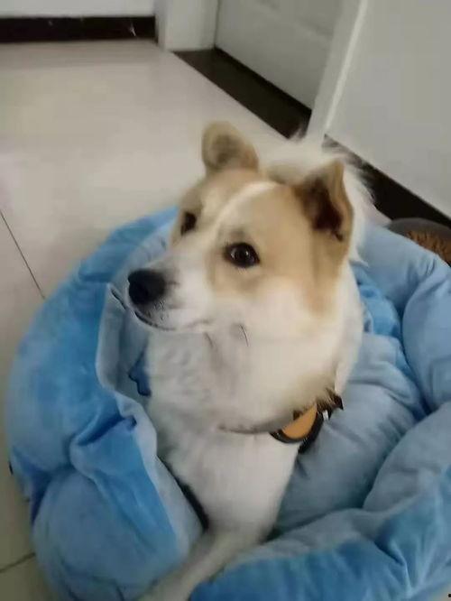 一个狗狗最新爆料,宠物界的最新趣闻轶事